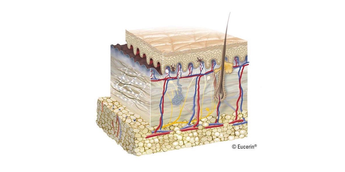 Cấu trúc da là gì Những hoạt chất giúp củng cố cấu trúc da