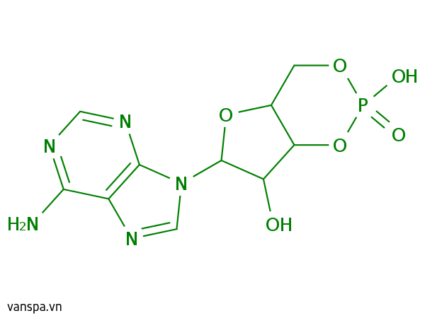 Adenosine Cyclic Phosphate