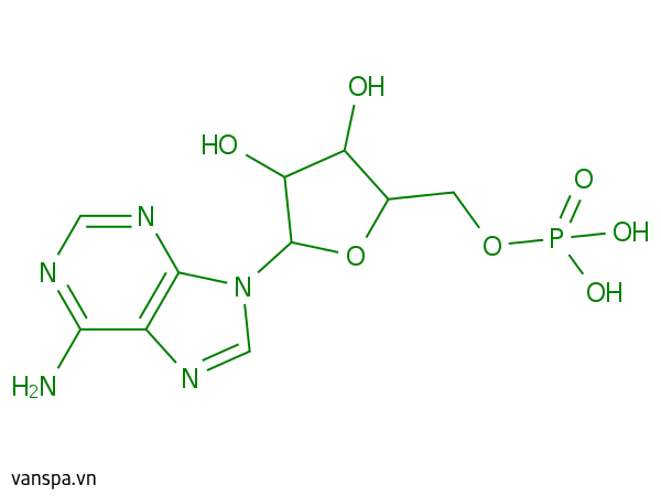 Adenosine Phosphate