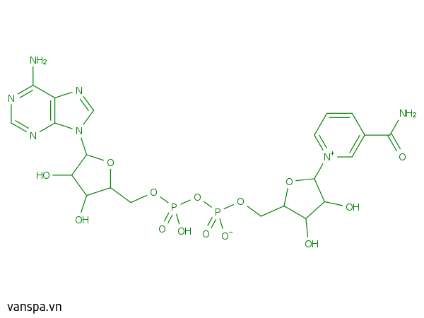 Nicotinamide Adenine Dinucleotide