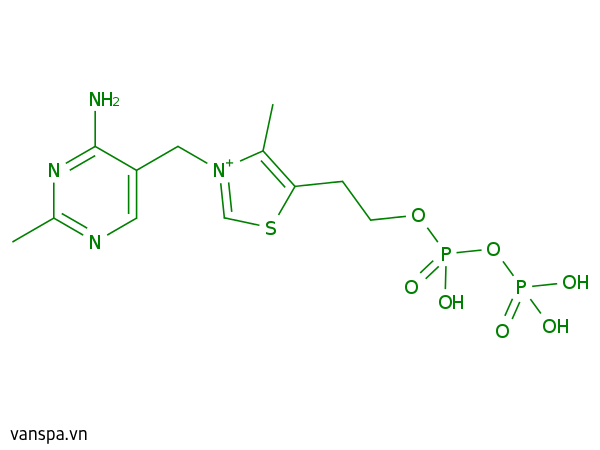 Thiamine Diphosphate